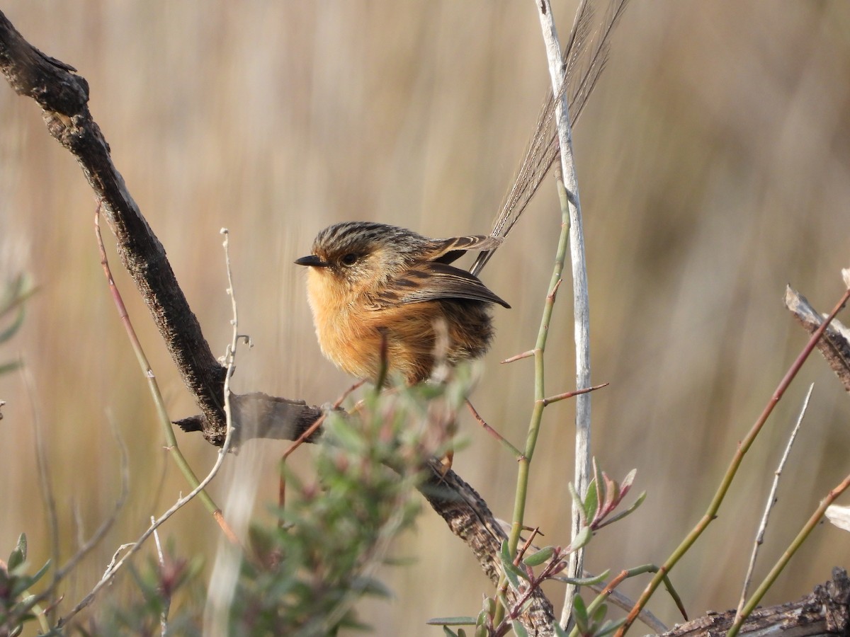 Southern Emuwren - ML638206877