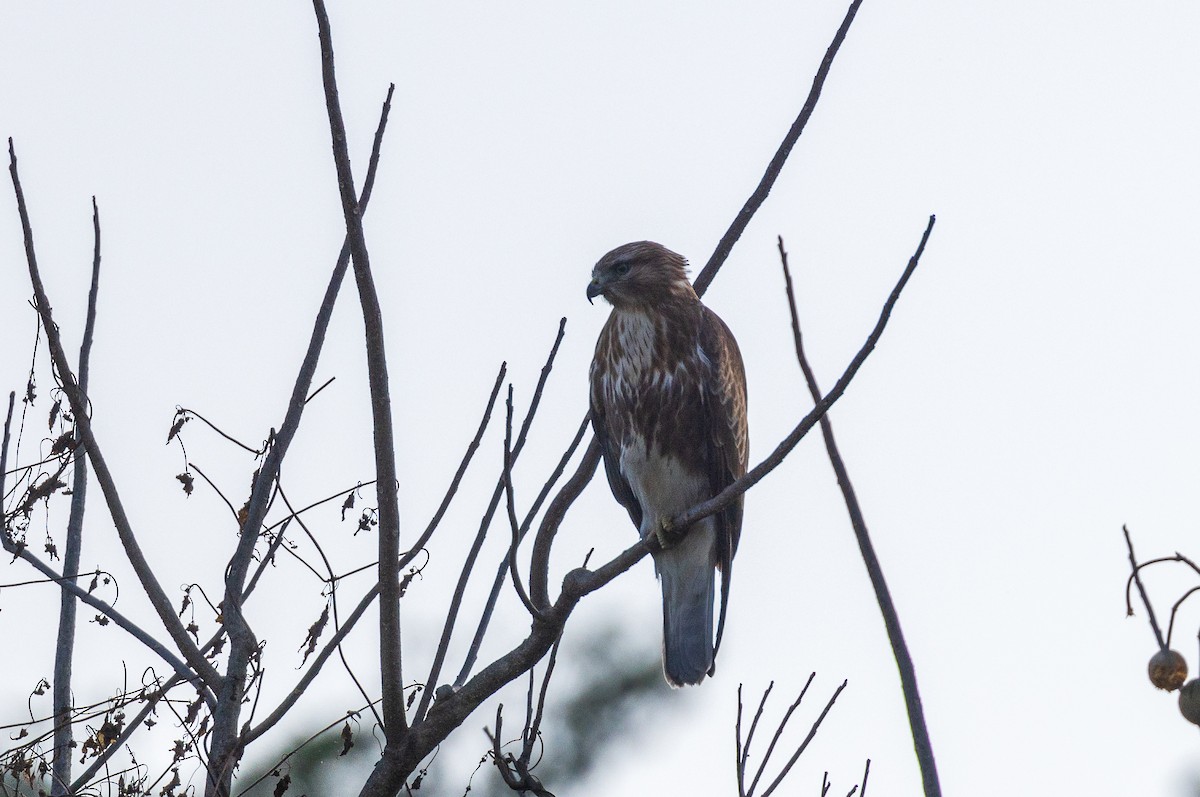 Himalayan Buzzard - ML638206883