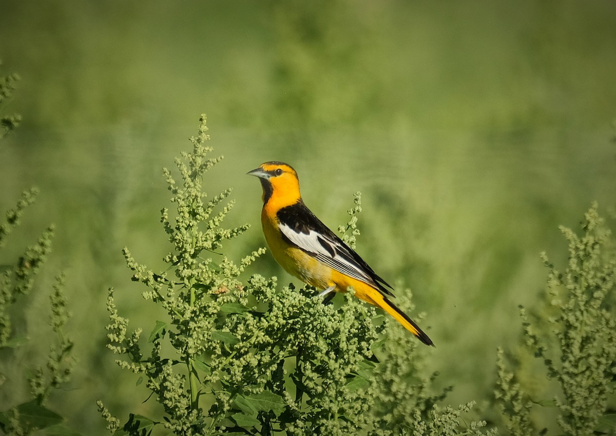 Bullock's Oriole - ML638206884