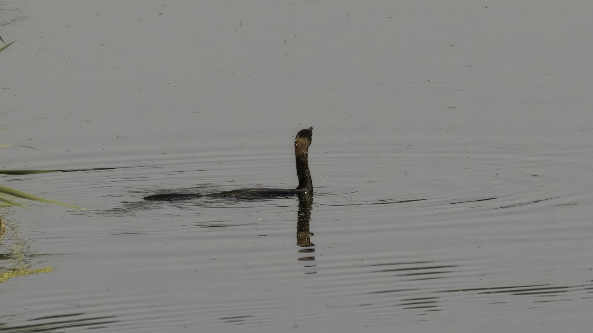 Pygmy Cormorant - ML638206886