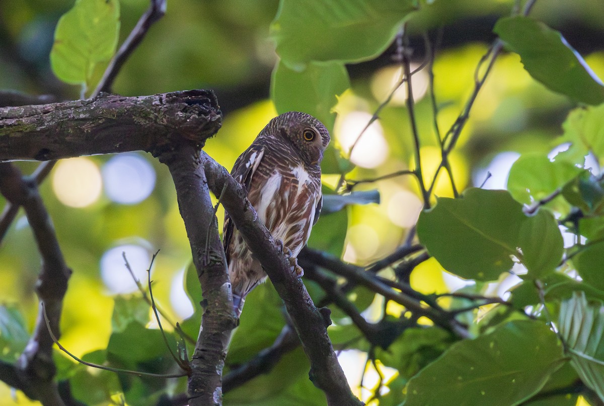 Asian Barred Owlet - ML638206893