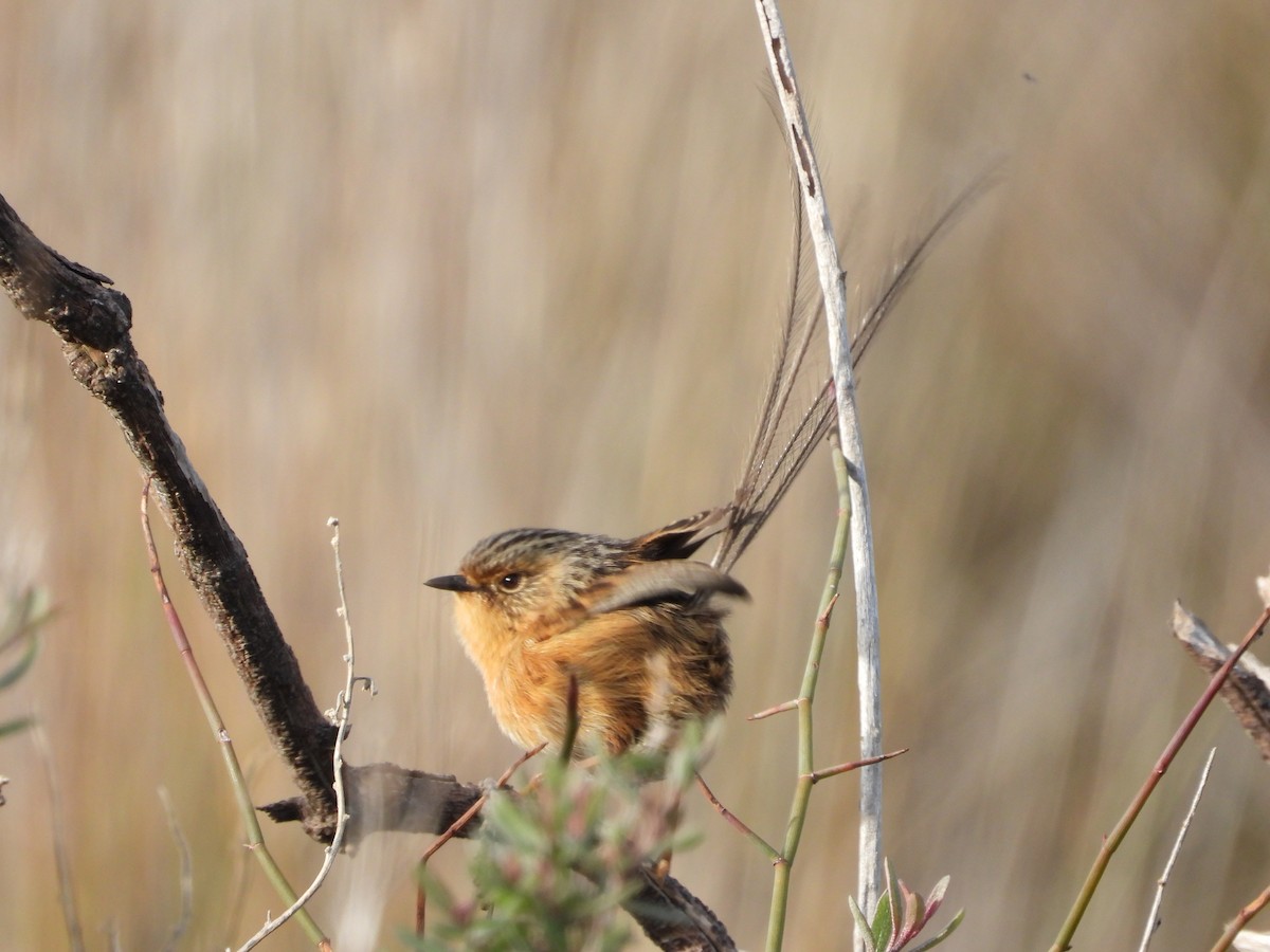 Southern Emuwren - ML638206895