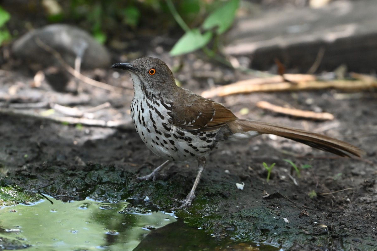 Long-billed Thrasher - ML638206897
