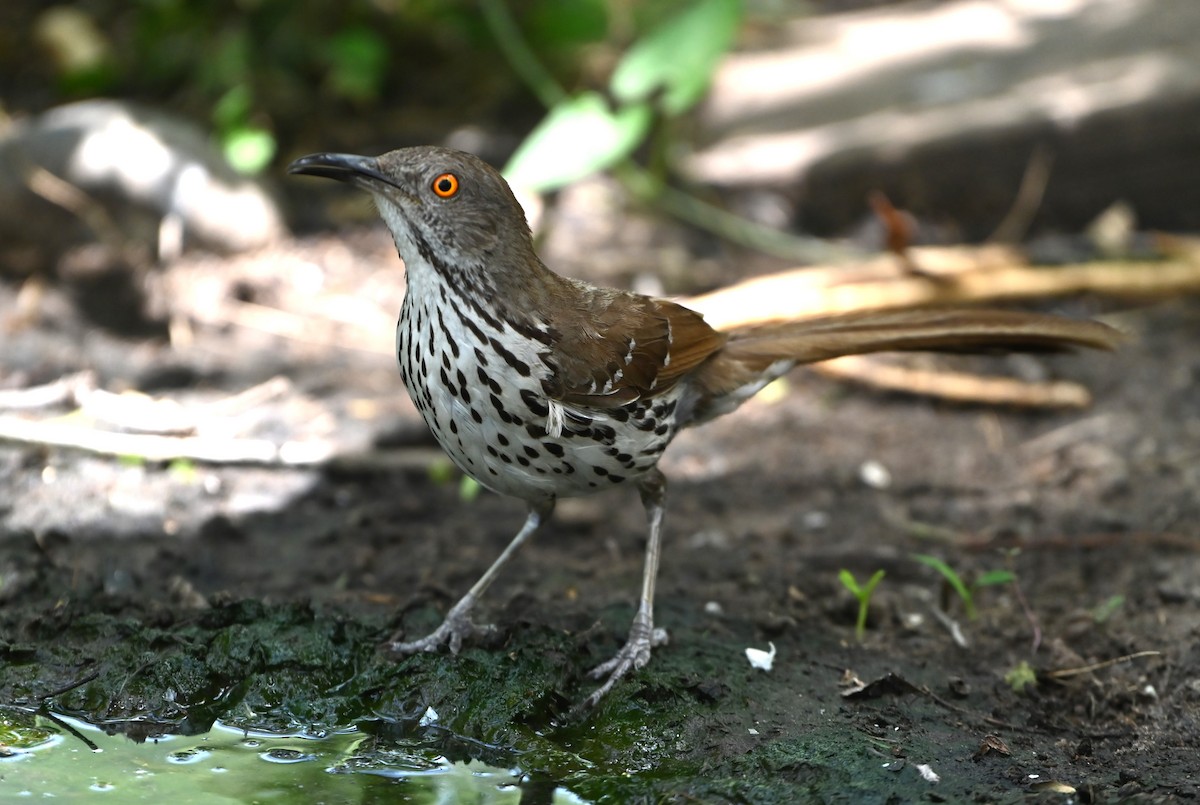 Long-billed Thrasher - ML638206898