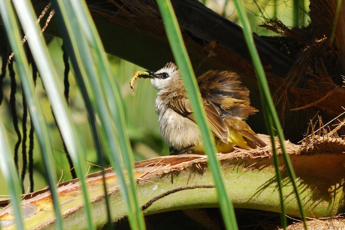 Yellow-vented Bulbul (Sunda) - ML638206913