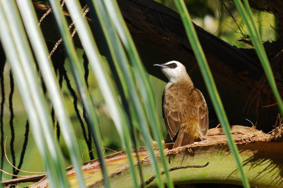 Yellow-vented Bulbul (Sunda) - ML638206914
