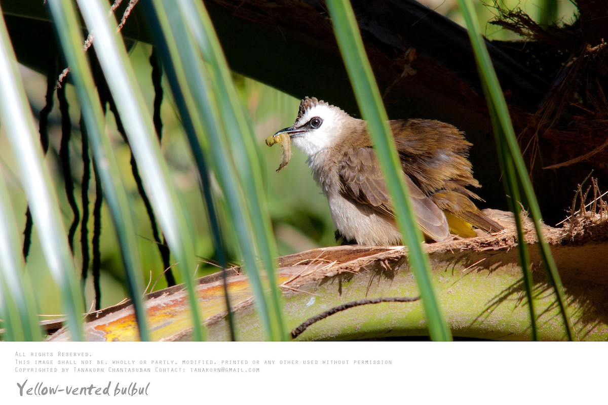 Yellow-vented Bulbul (Sunda) - ML638206915
