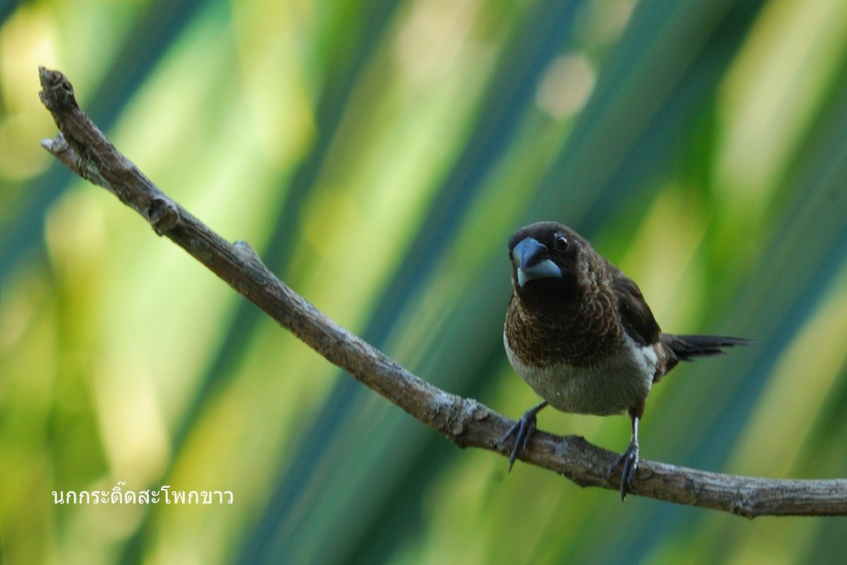 White-rumped Munia - ML638206923