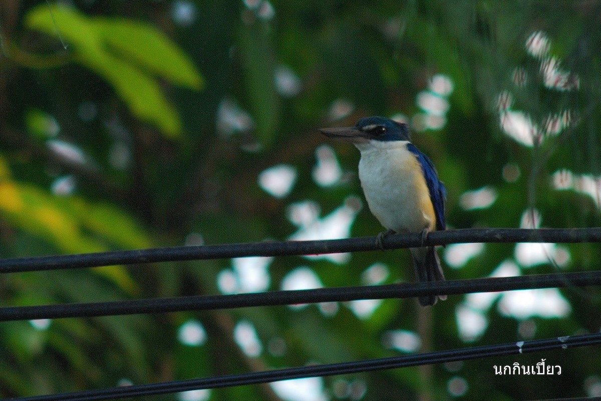 Collared Kingfisher - ML638206935