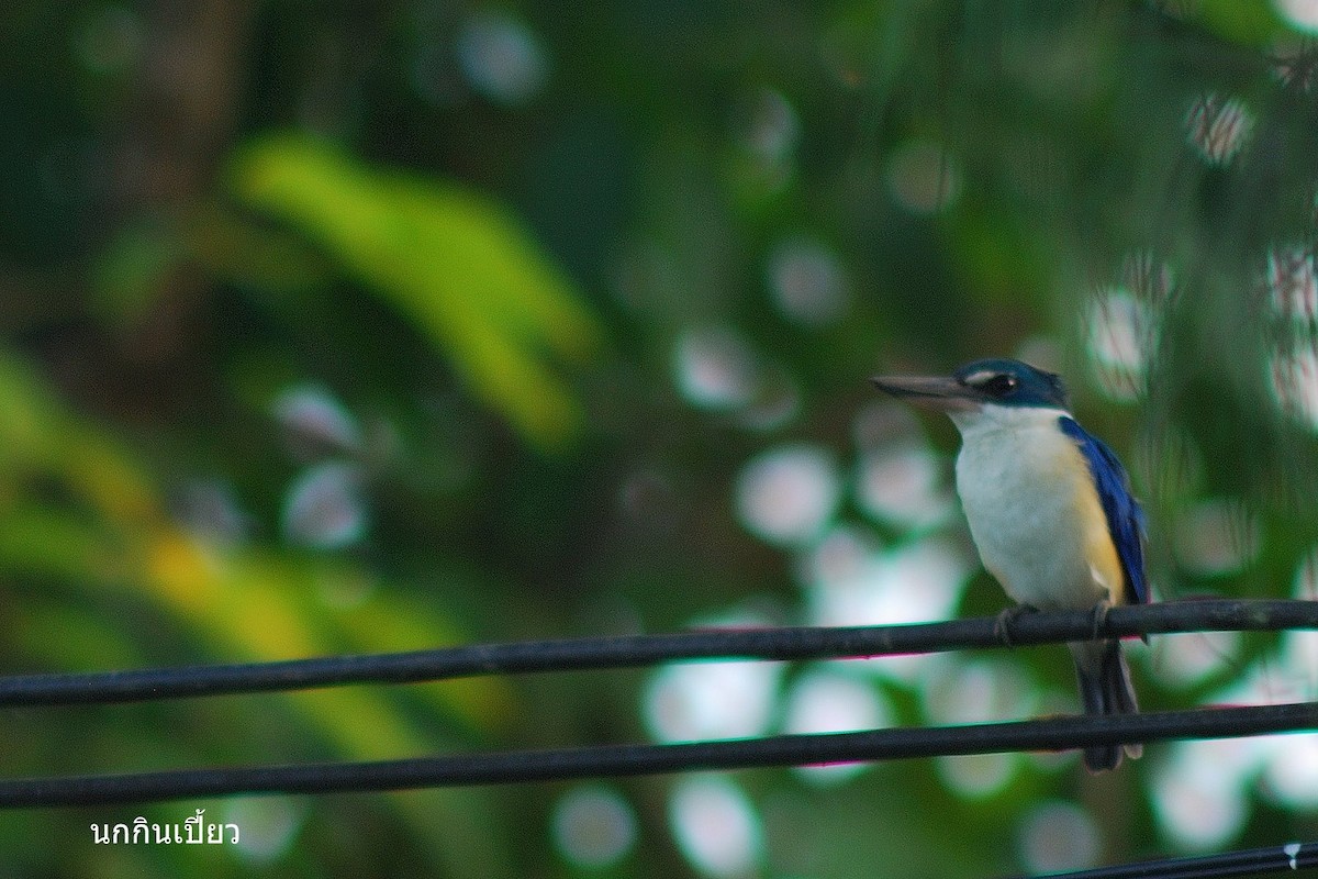 Collared Kingfisher - ML638206936