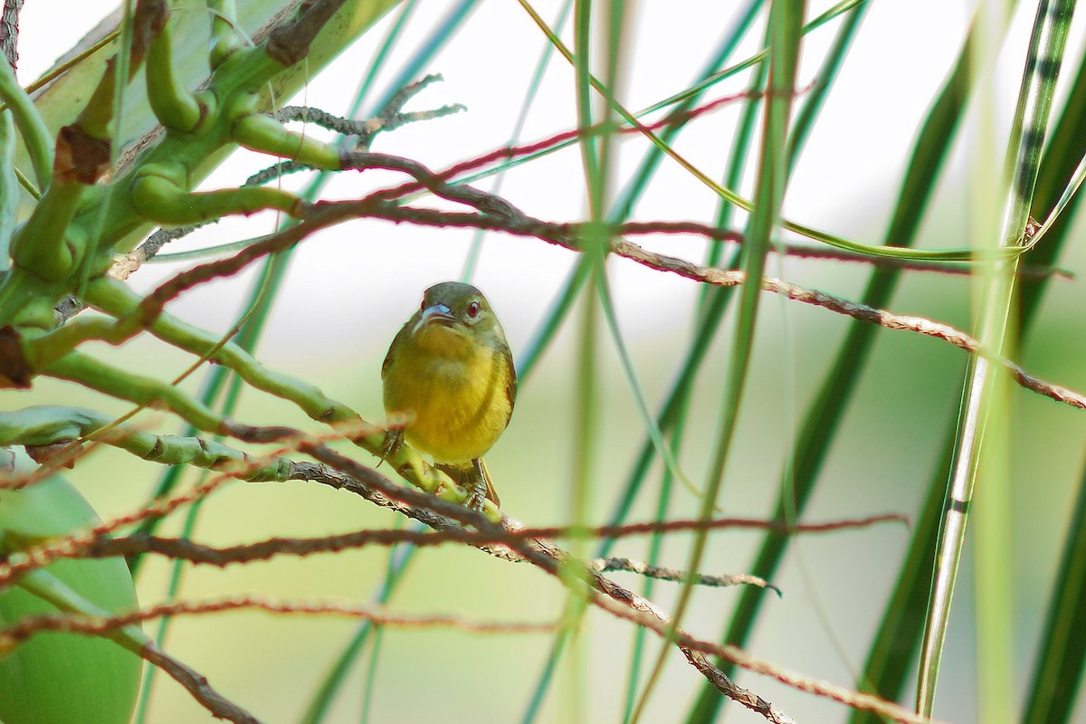 Brown-throated Sunbird - ML638206938