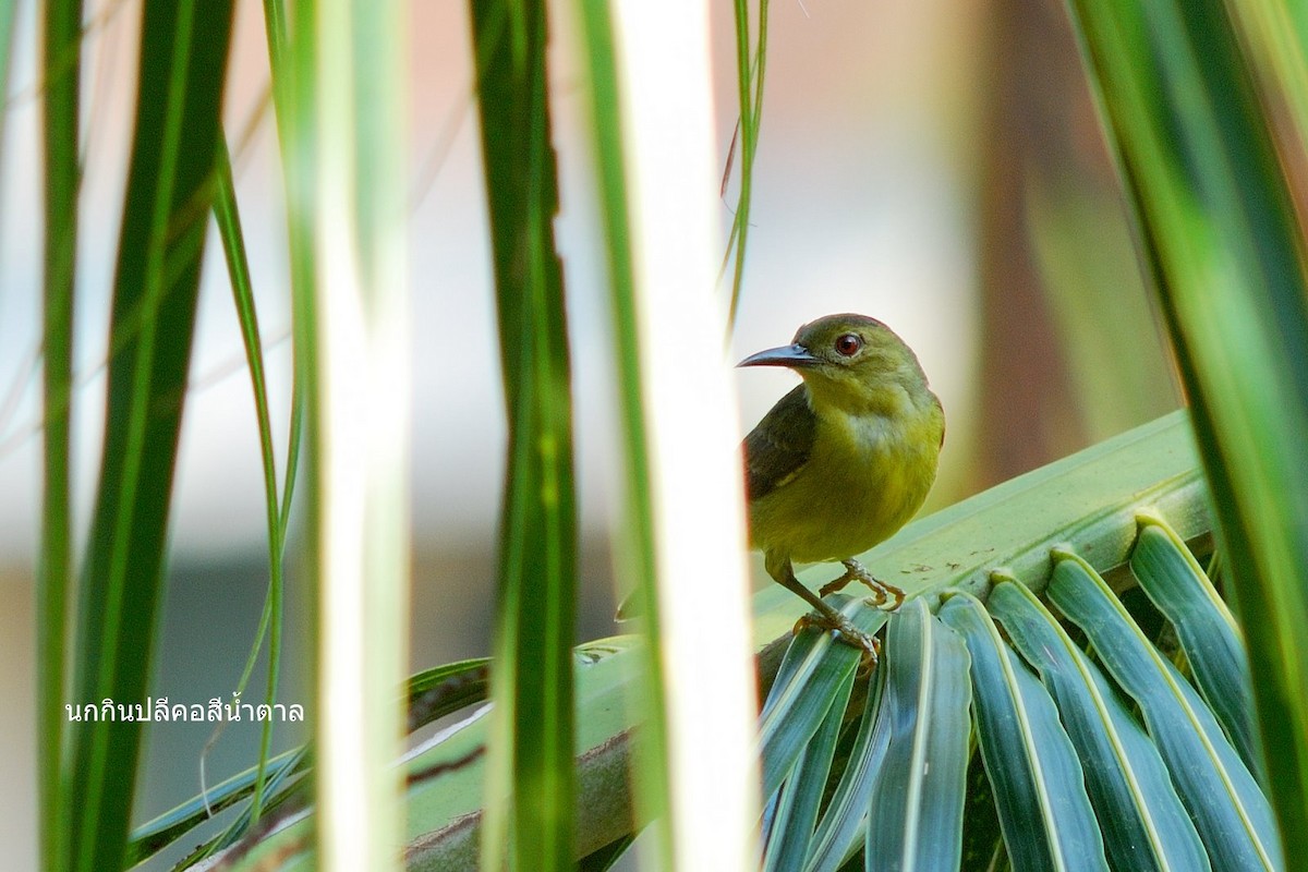 Brown-throated Sunbird - ML638206939