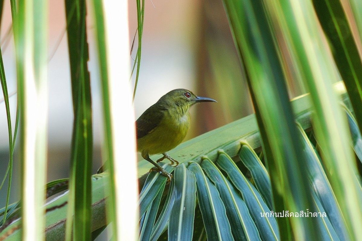 Brown-throated Sunbird - ML638206940