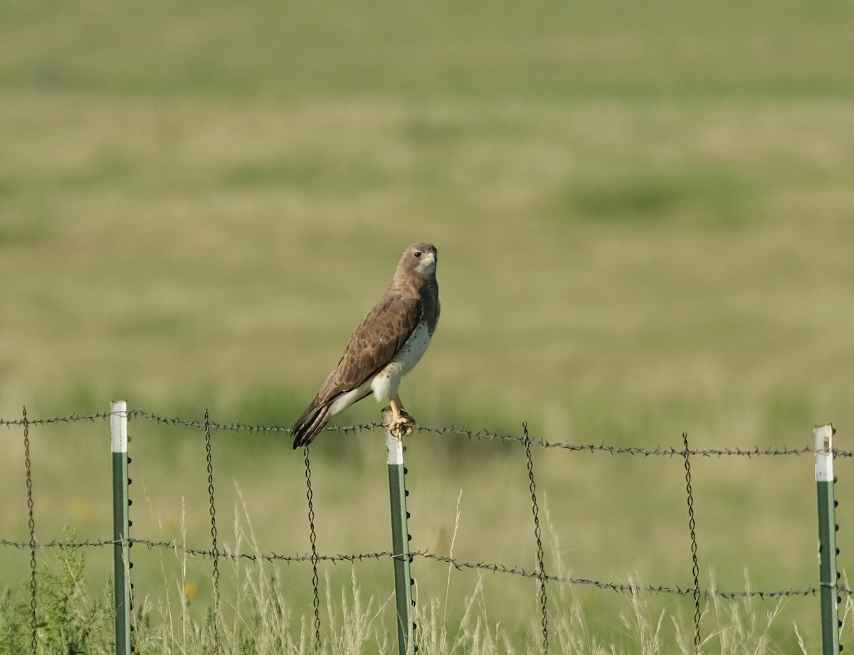 Swainson's Hawk - ML638206942