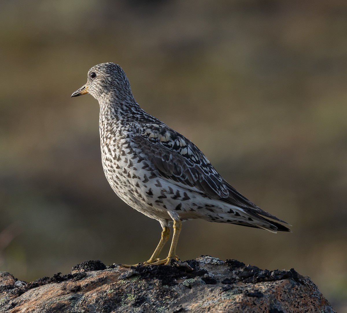 Surfbird - ML638206962