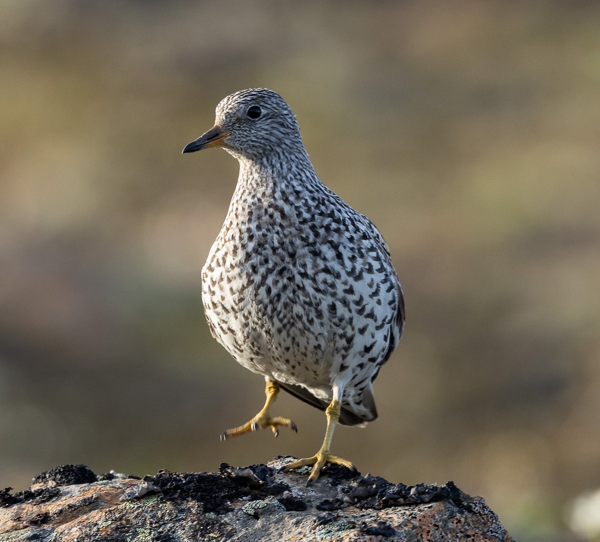 Surfbird - ML638206963