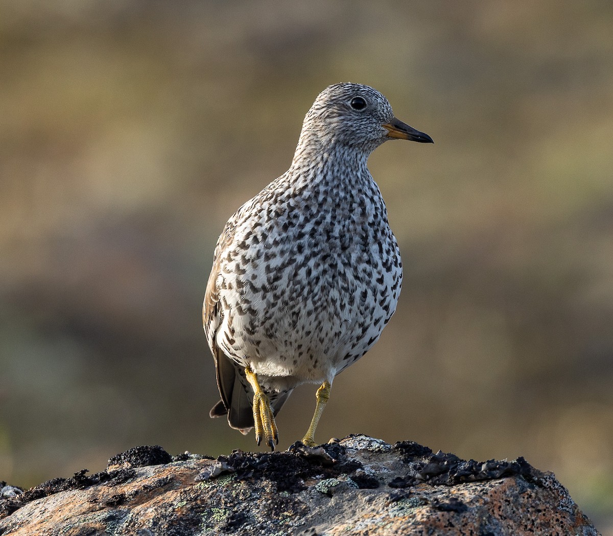 Surfbird - ML638206964