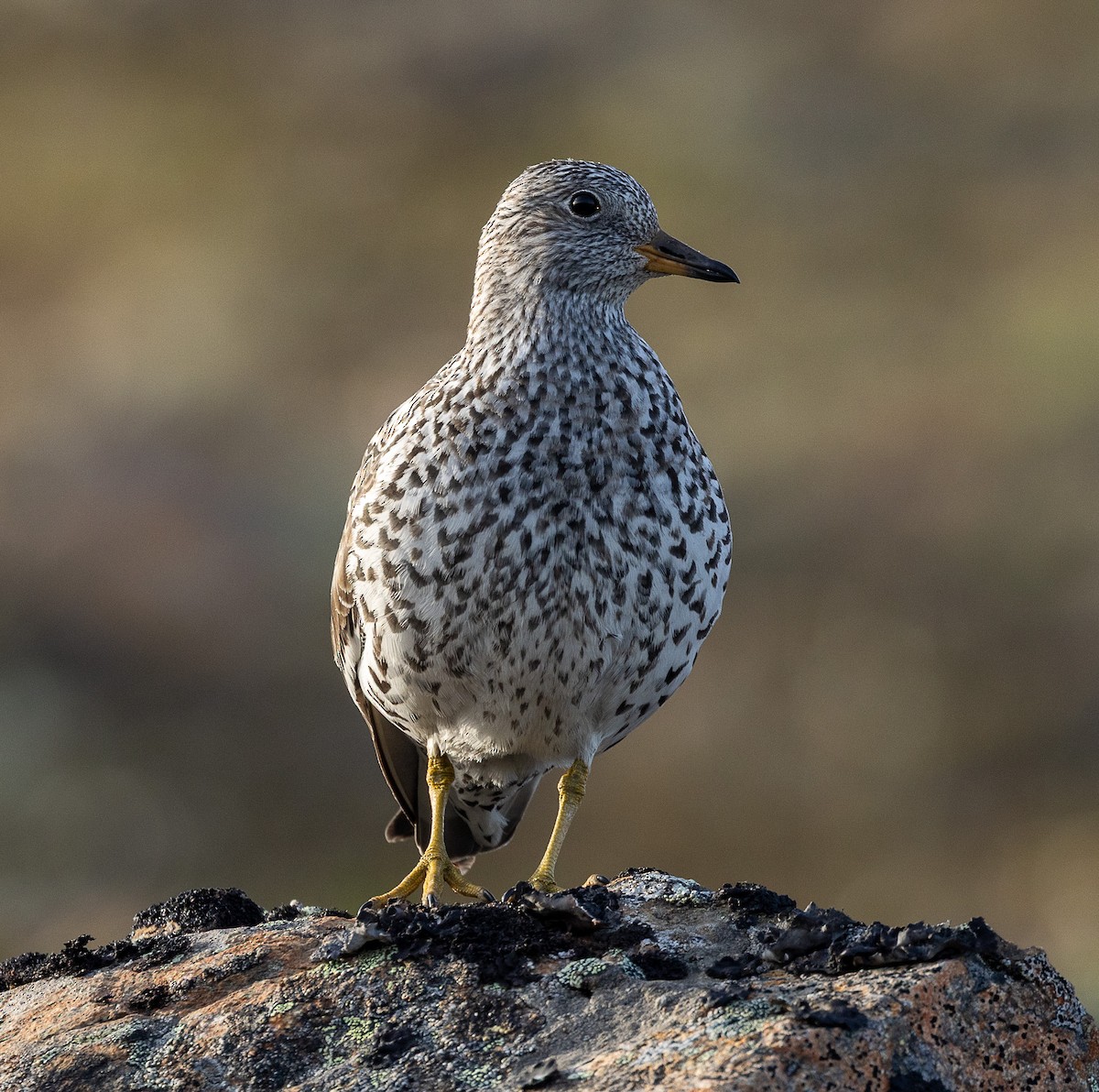 Surfbird - ML638206965