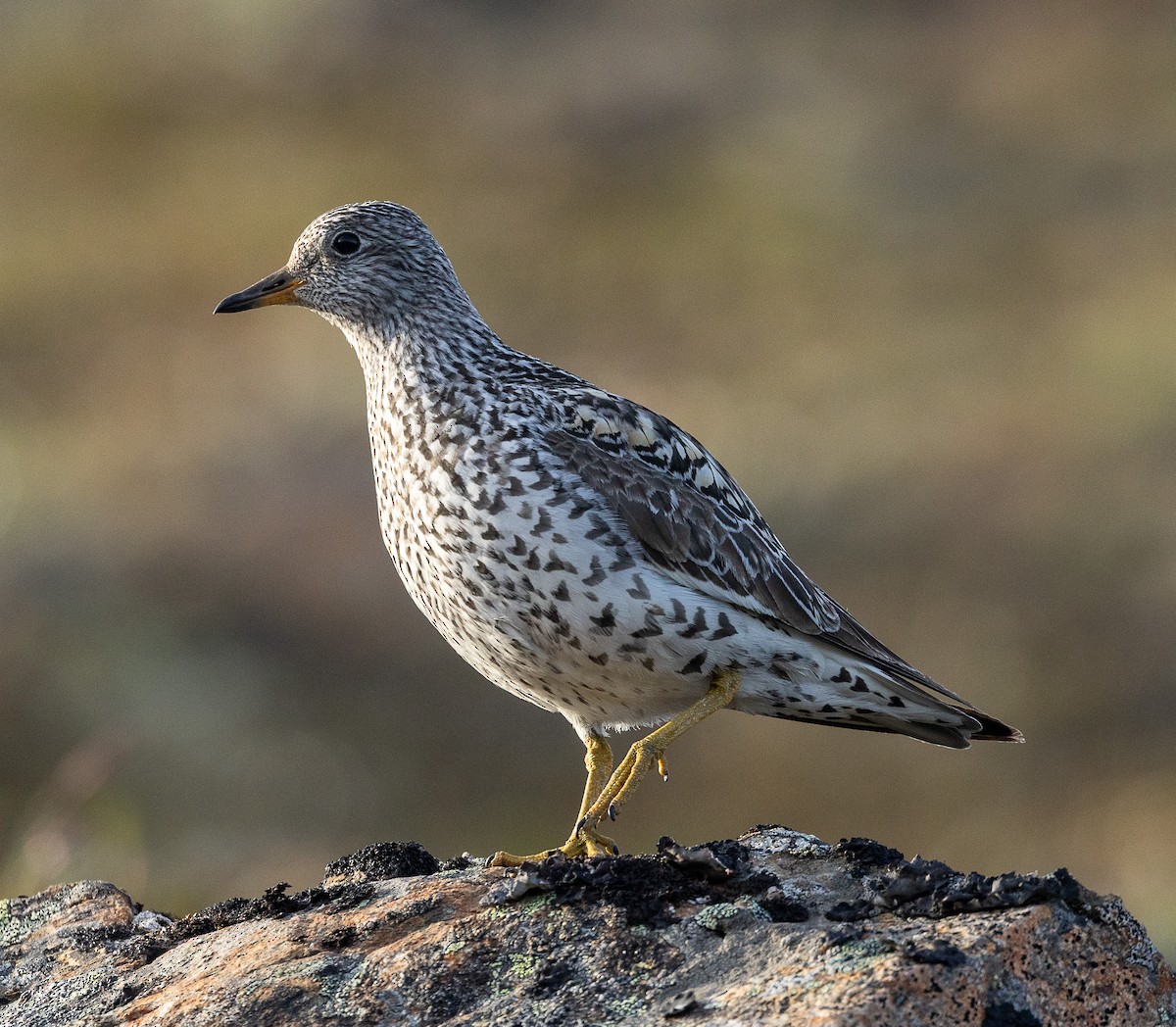 Surfbird - ML638206969