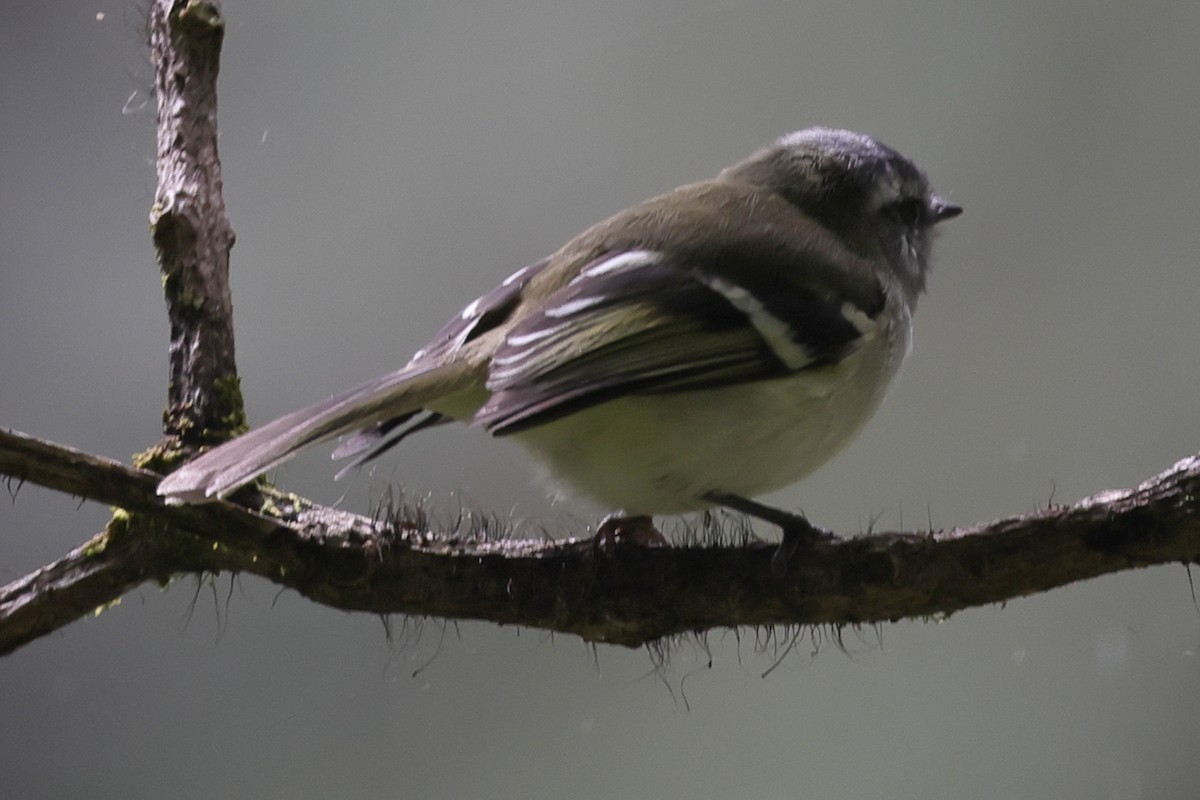 White-banded Tyrannulet - ML638206970