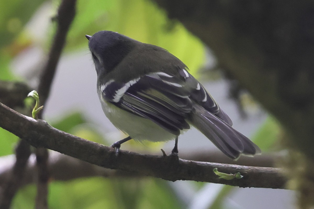 White-banded Tyrannulet - ML638206971