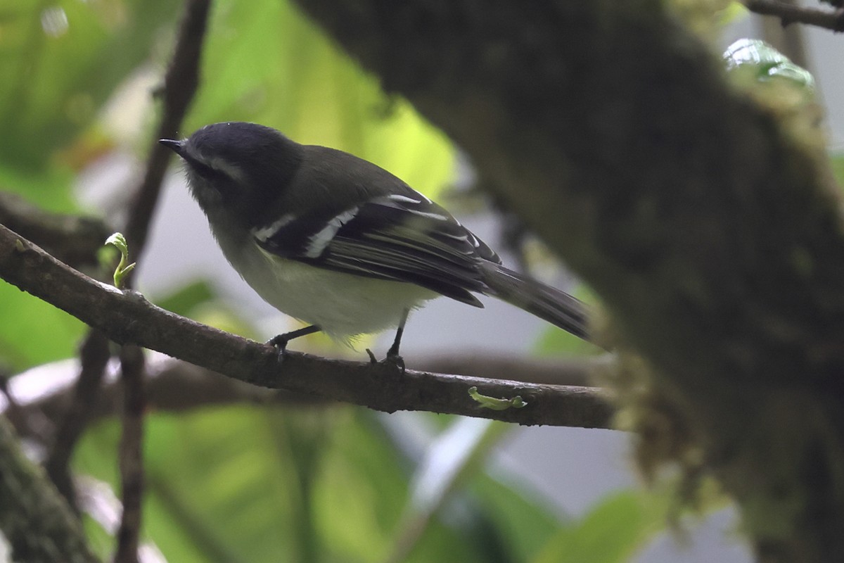 White-banded Tyrannulet - ML638206972
