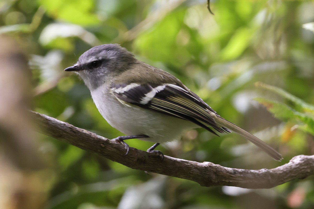 White-banded Tyrannulet - ML638206974