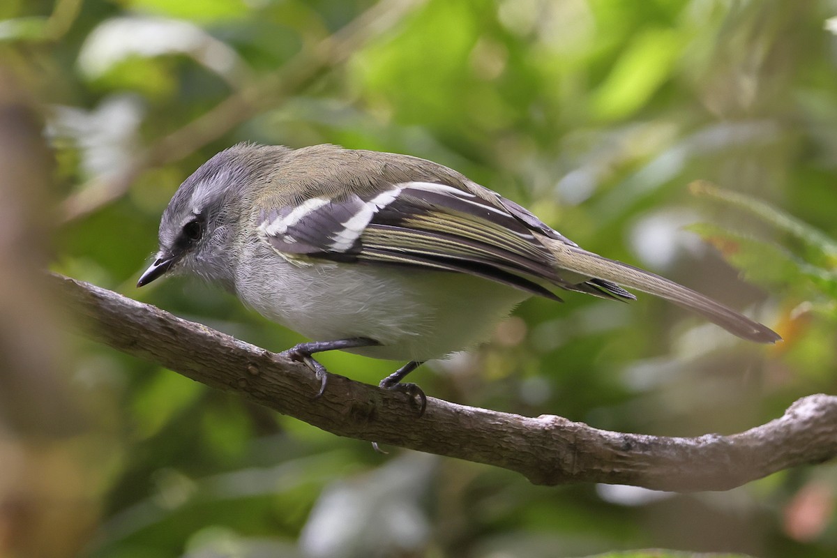 White-banded Tyrannulet - ML638206975