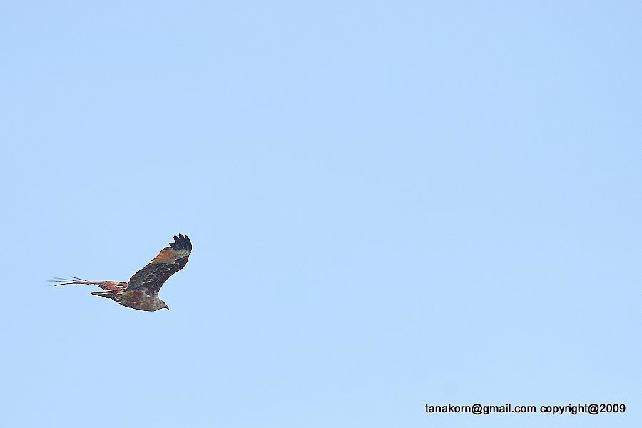 Brahminy Kite - ML638206981