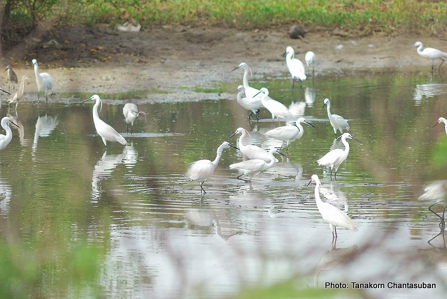 Little Egret (Western) - ML638206989