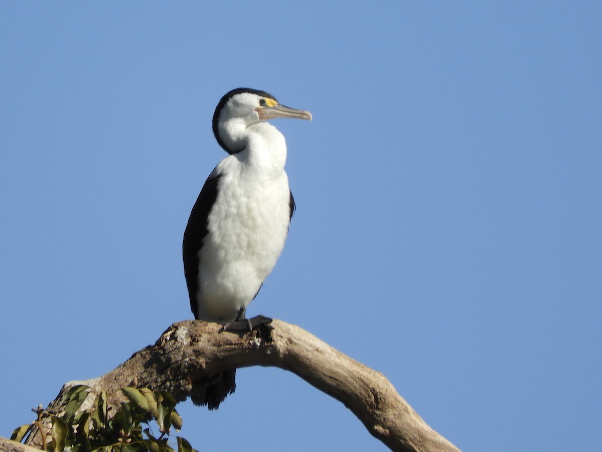 Cormoran varié - ML638207008