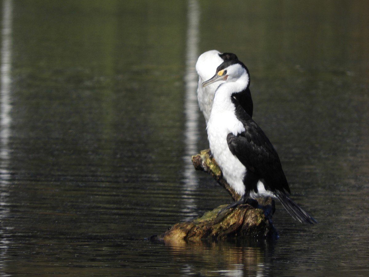 Cormoran varié - ML638207009