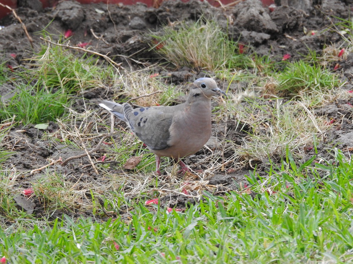 Eared Dove - ML638207012