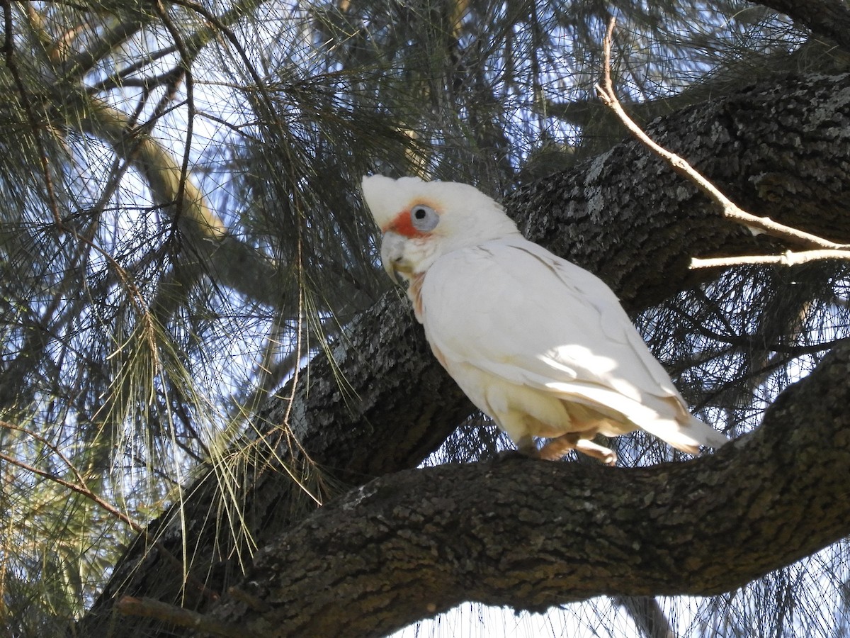 Long-billed Corella - ML638207022