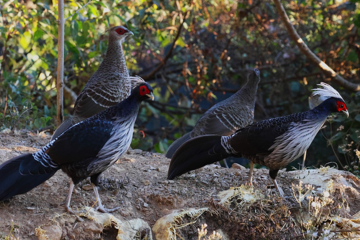 Kalij Pheasant - ML638207028