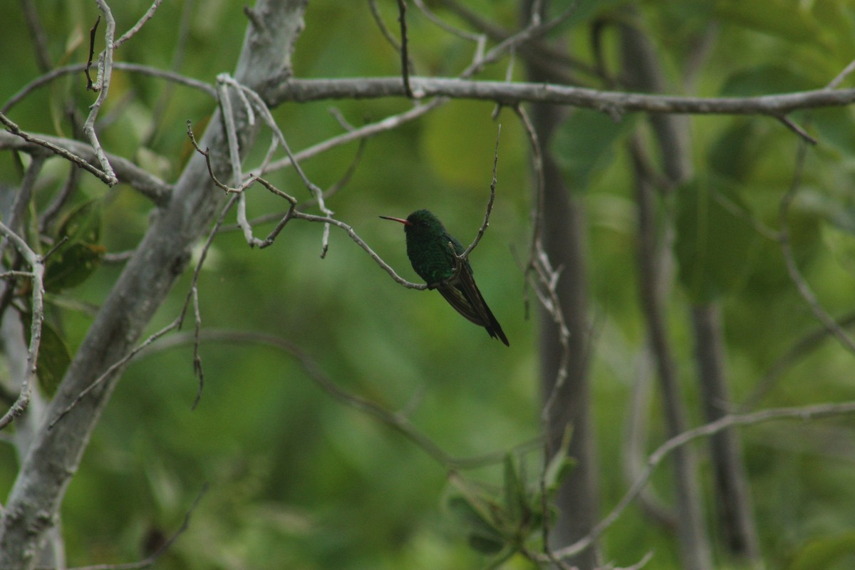 Canivet's Emerald - ML638207032