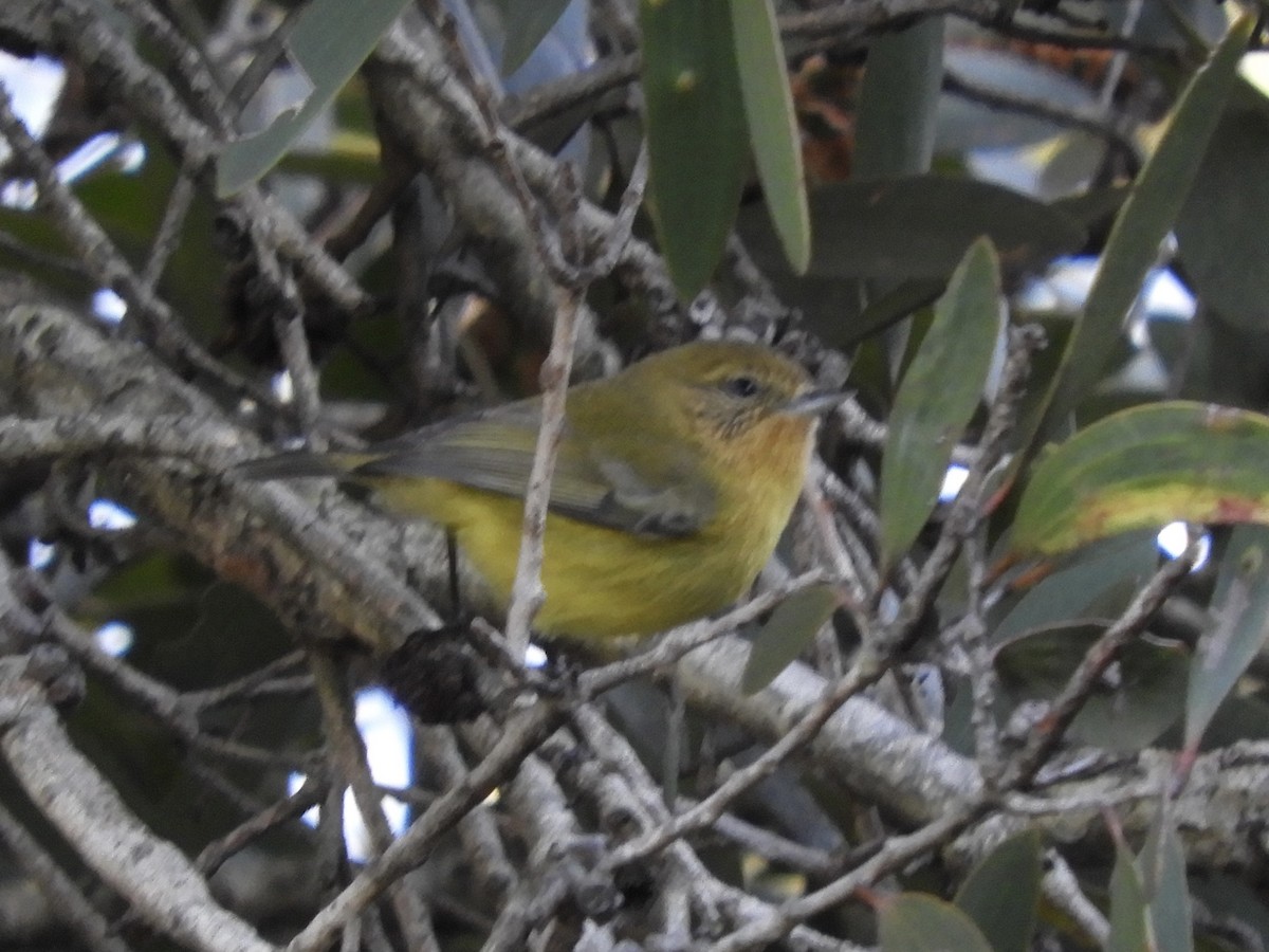 Yellow Thornbill - ML638207033