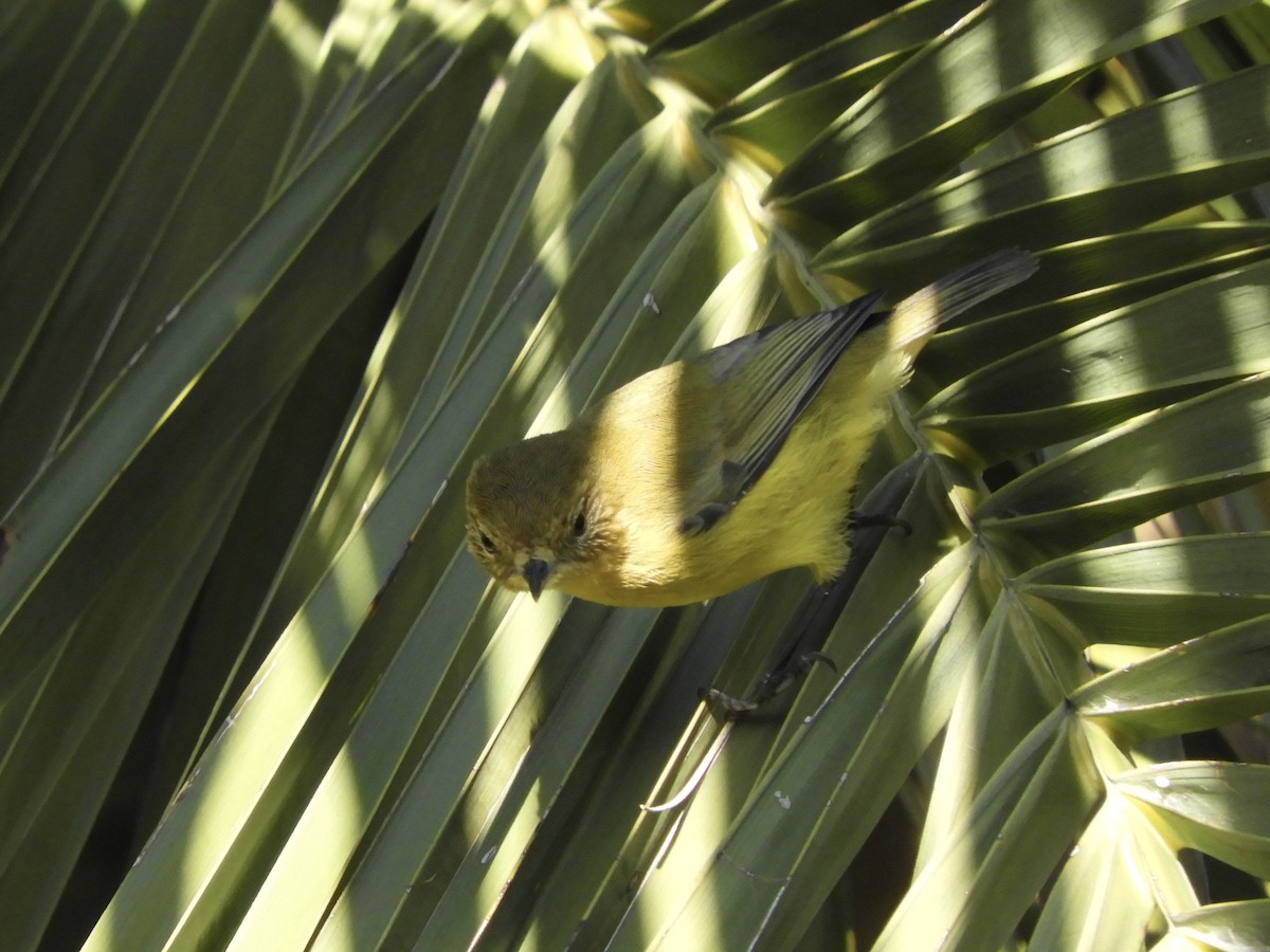 Yellow Thornbill - ML638207034