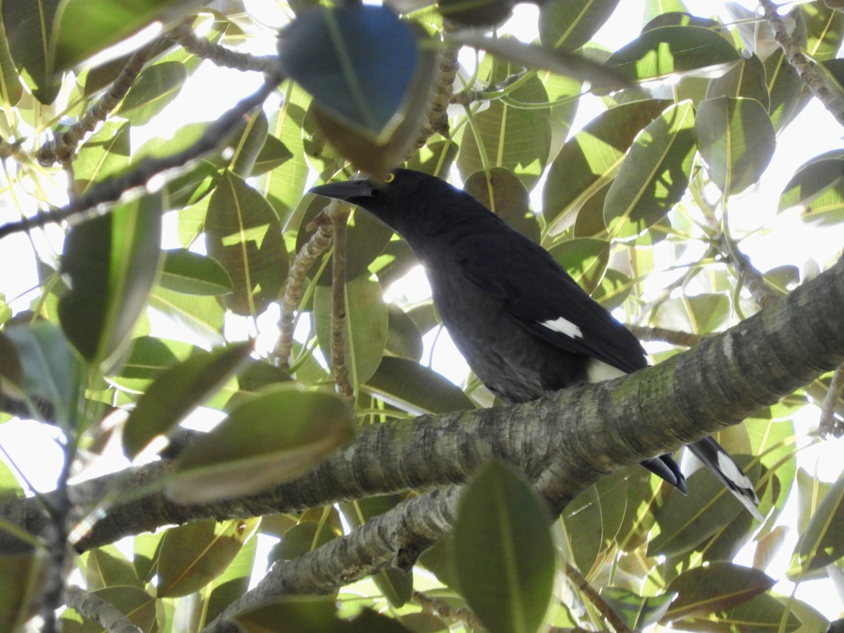 Pied Currawong - ML638207038