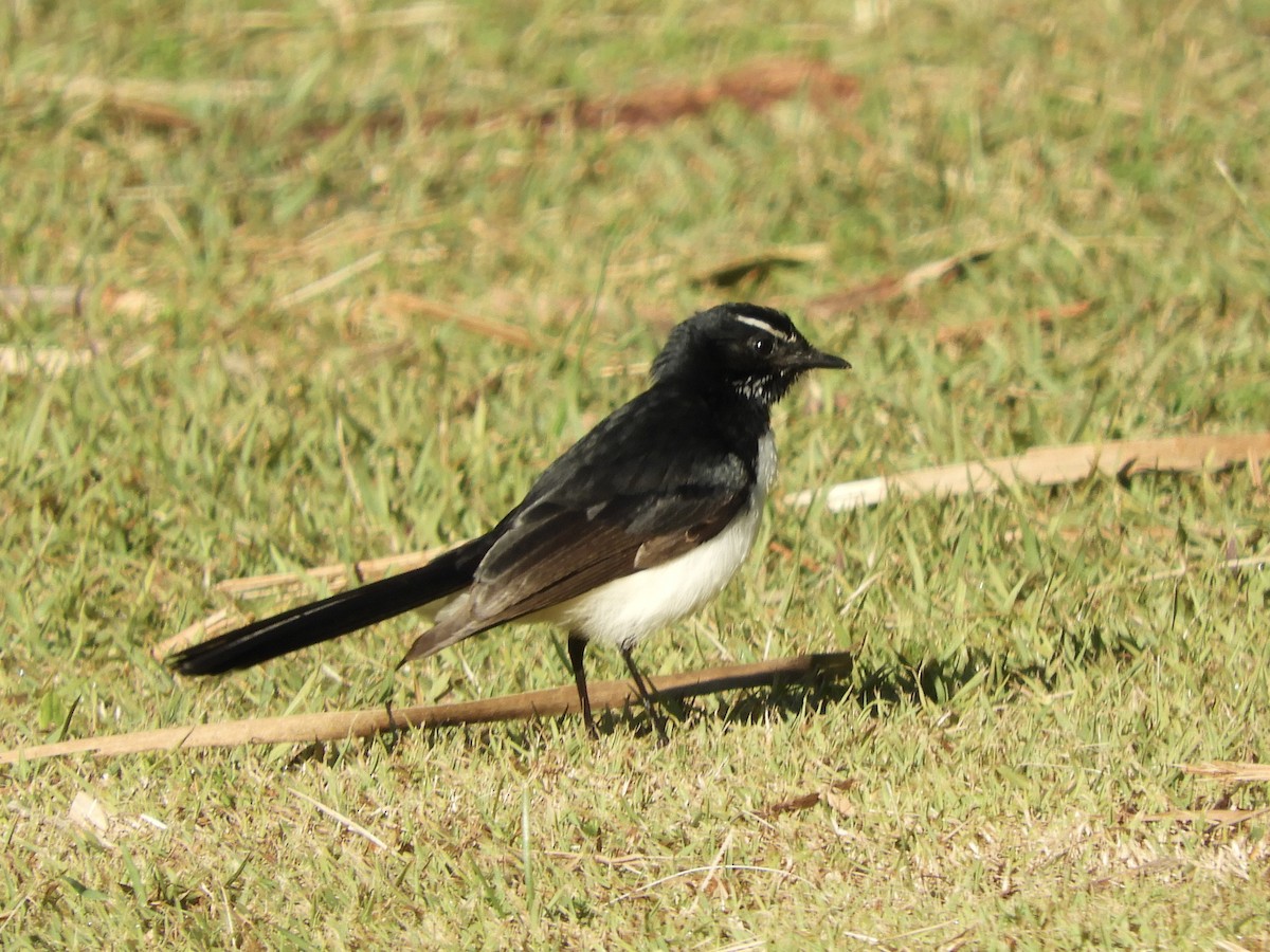 Willie-wagtail - ML638207042