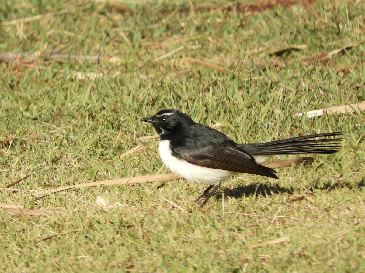 Willie-wagtail - ML638207043