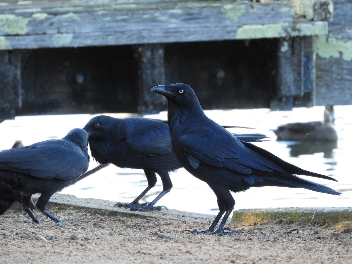 Australian Raven - ML638207048