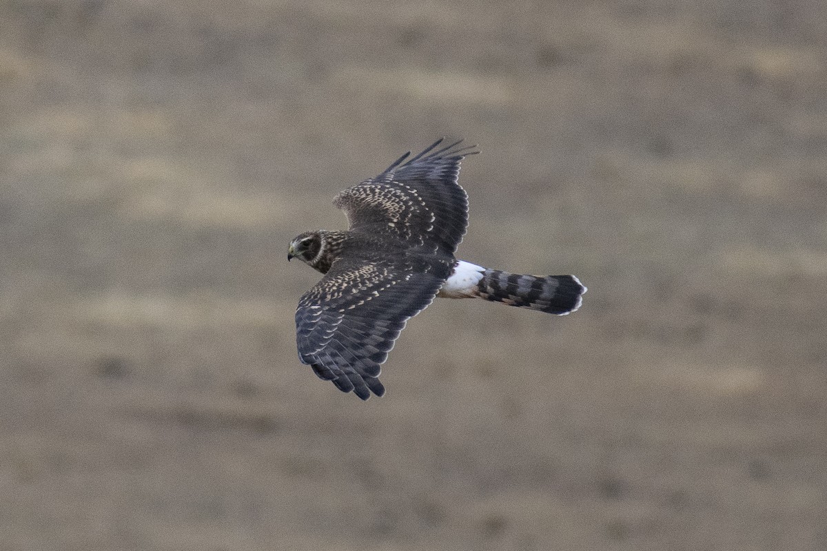 Cinereous Harrier - ML638207056