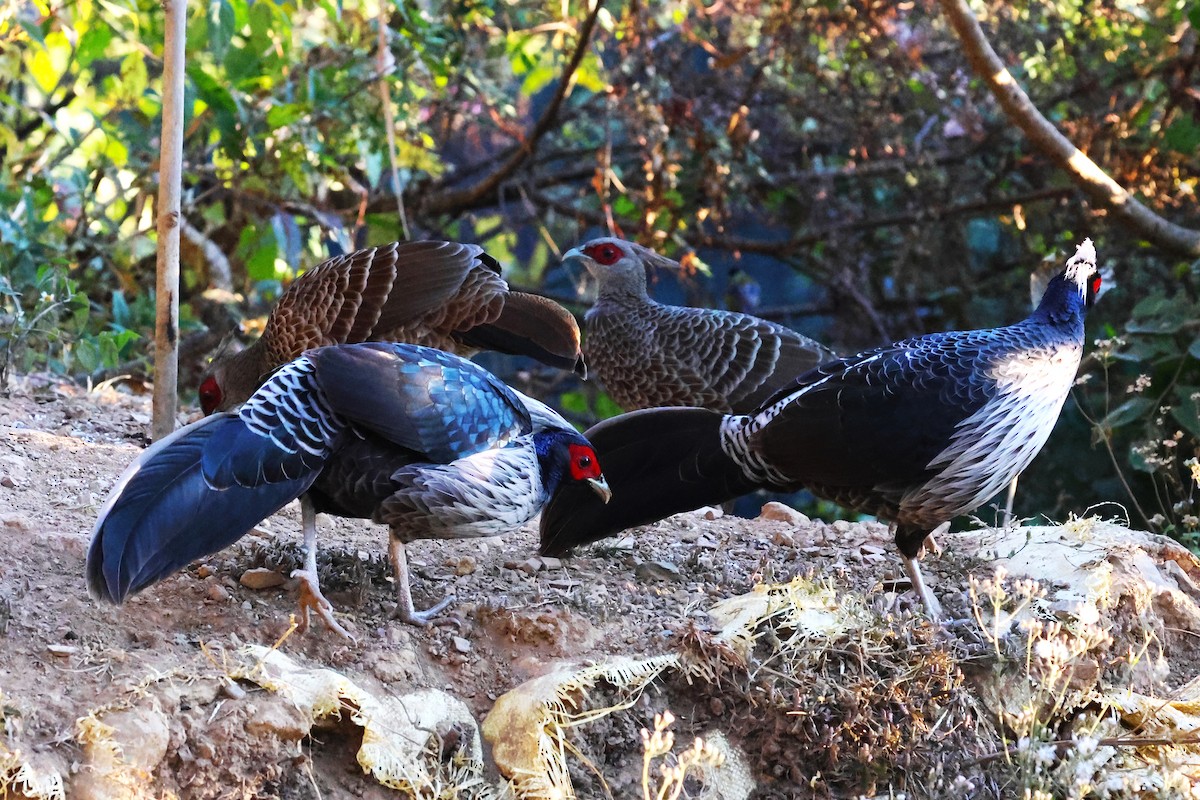 Kalij Pheasant - ML638207059