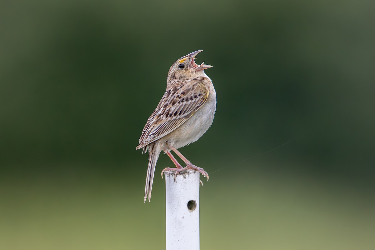 Grasshopper Sparrow - ML638207074