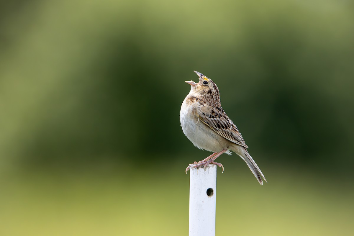 Grasshopper Sparrow - ML638207076