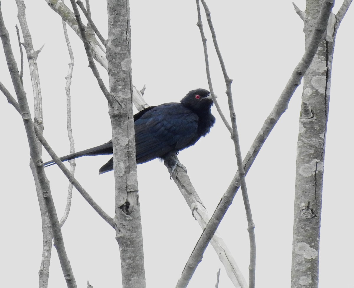 kukačka koel - ML638207083