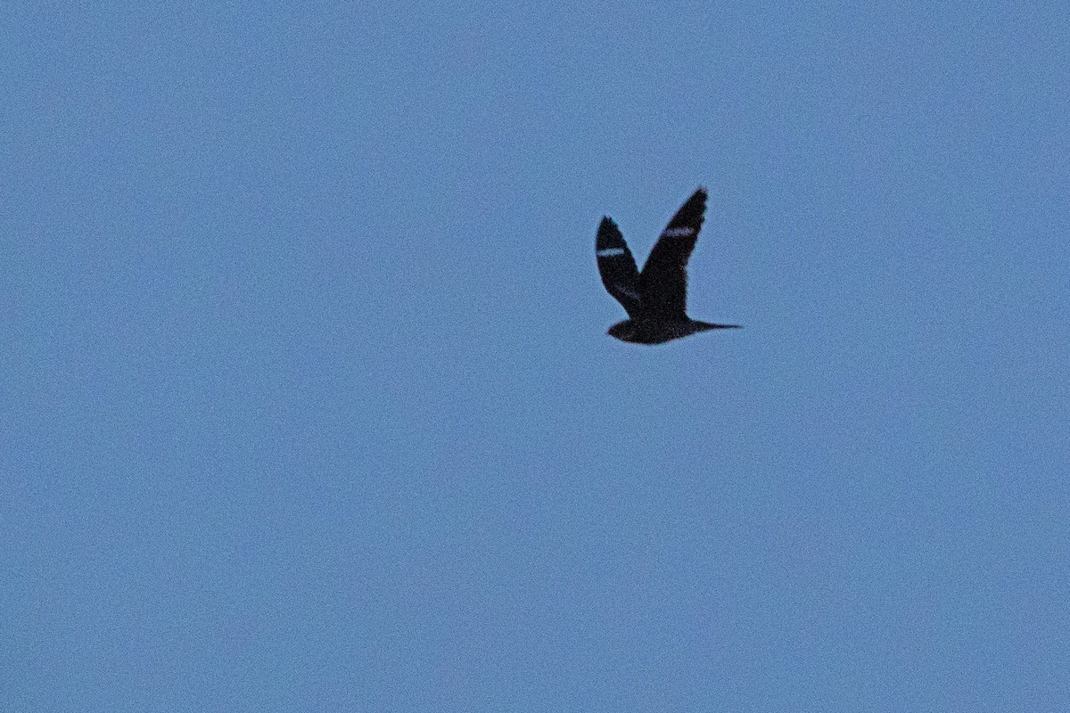 Antillean Nighthawk - ML638207090