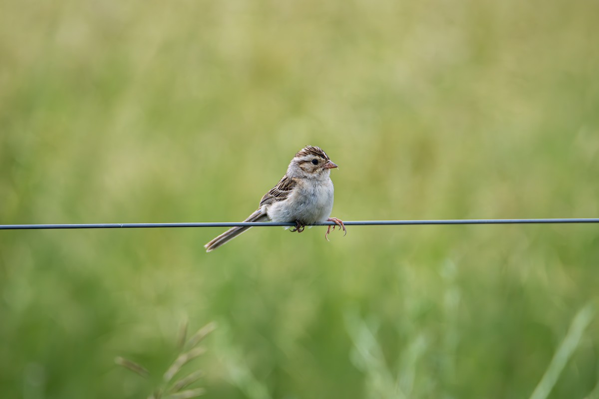 Clay-colored Sparrow - ML638207093