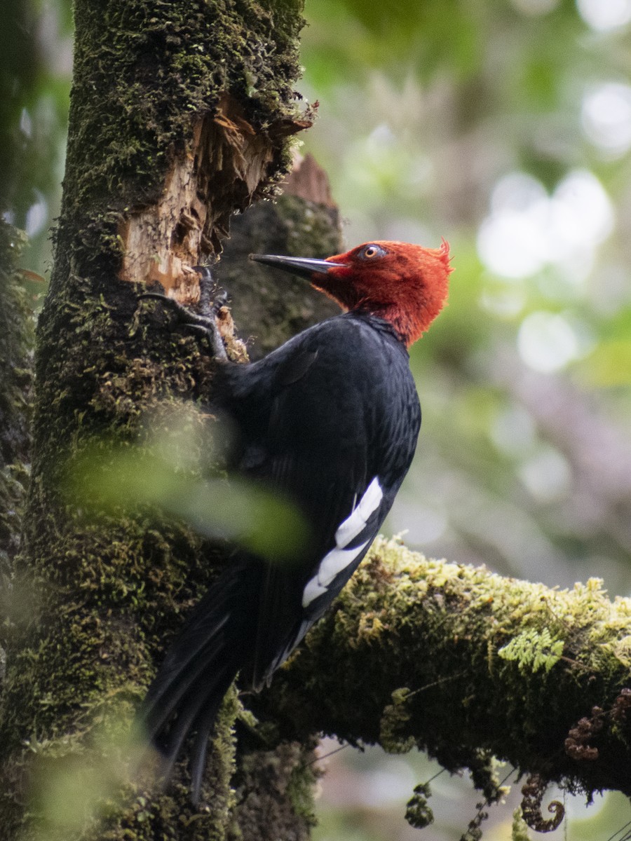 Magellanic Woodpecker - ML638207111
